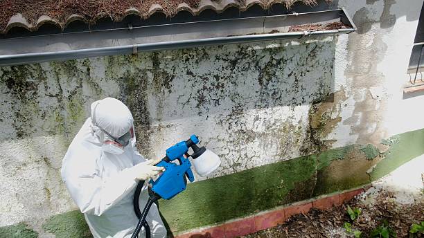 Trusted Mold Inspection service in Lexington, TX - Cheap Mold Removal